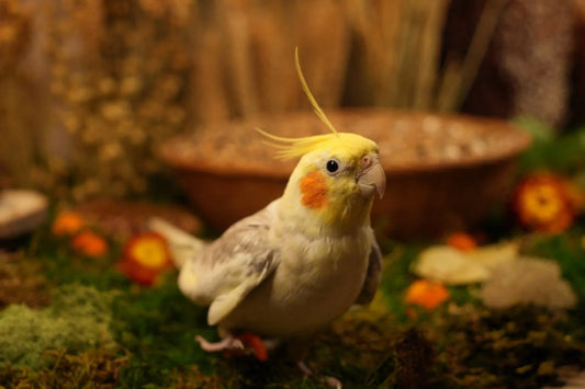 The Evolution of Parrot Nutrition: A Brief History of the Pet Parrot Diet