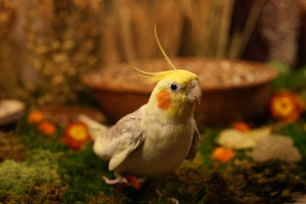 The Evolution of Parrot Nutrition: A Brief History of the Pet Parrot Diet