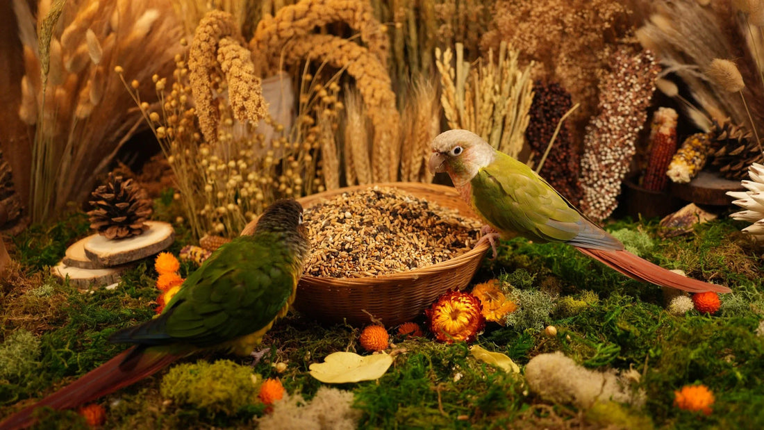 How to Feed Kiki’s Daily Maintenance Blend: A Guide to Nourishing Your Parrot with Variety and Creativity
