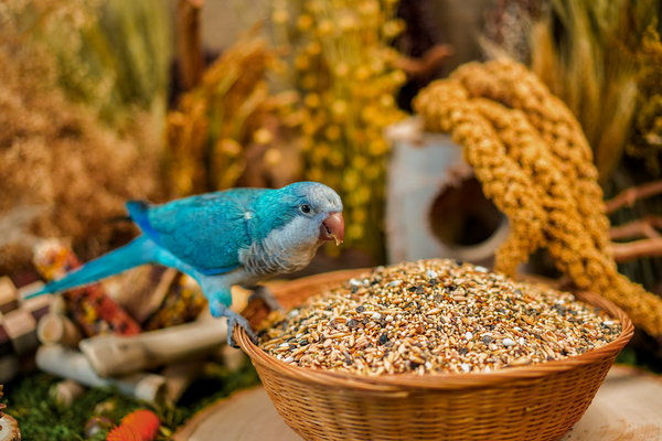 Selective Eating In Parrots: Why It Happens and How to Prevent It