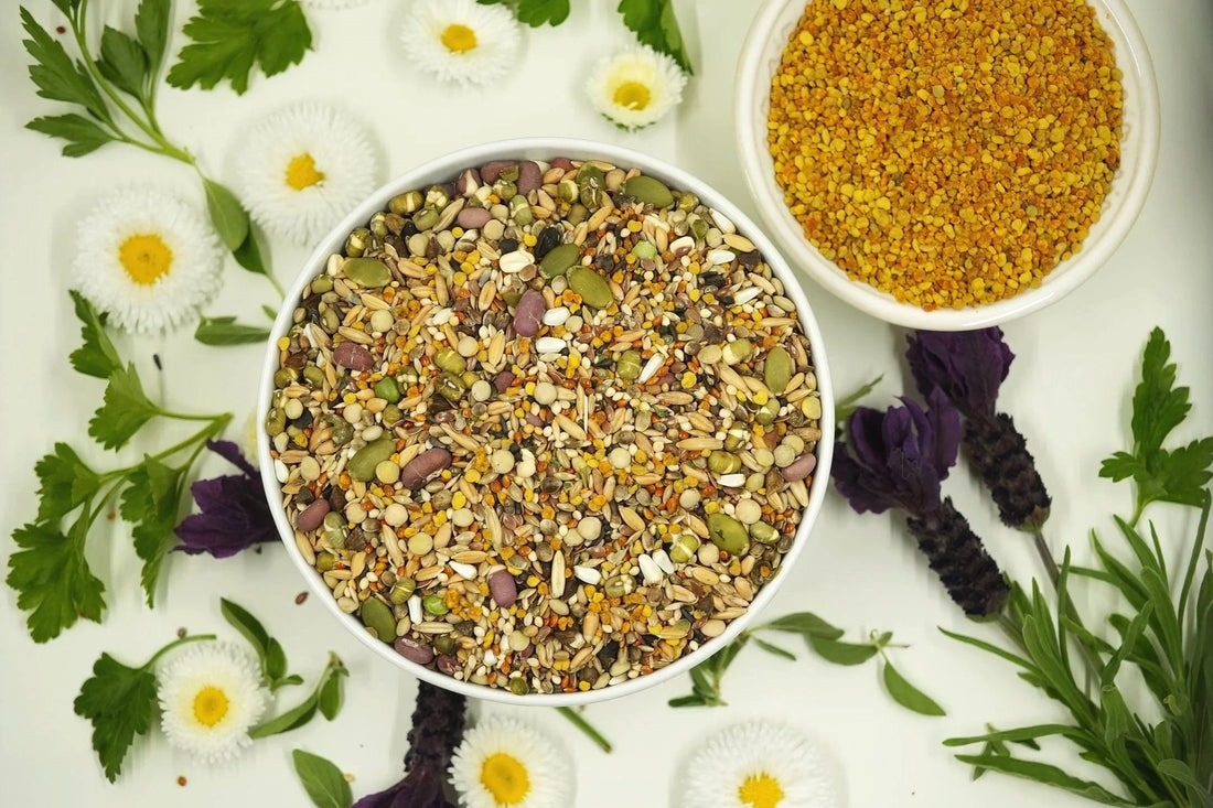 Healthy Fats for Healthy Birds: The Power of Omega-Rich Seeds in Kiki’s Daily Maintenance Blend