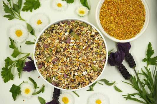 Healthy Fats for Healthy Birds: The Power of Omega-Rich Seeds in Kiki’s Daily Maintenance Blend