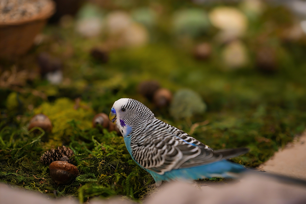 The Evolution of Parrot Nutrition: A Brief History of the Pet Parrot Diet